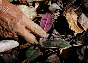 8 Native Plants for Native Medicine