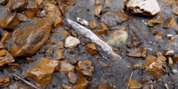 How to Locate Arrowheads in the Woods: Essential Tips and Strategies